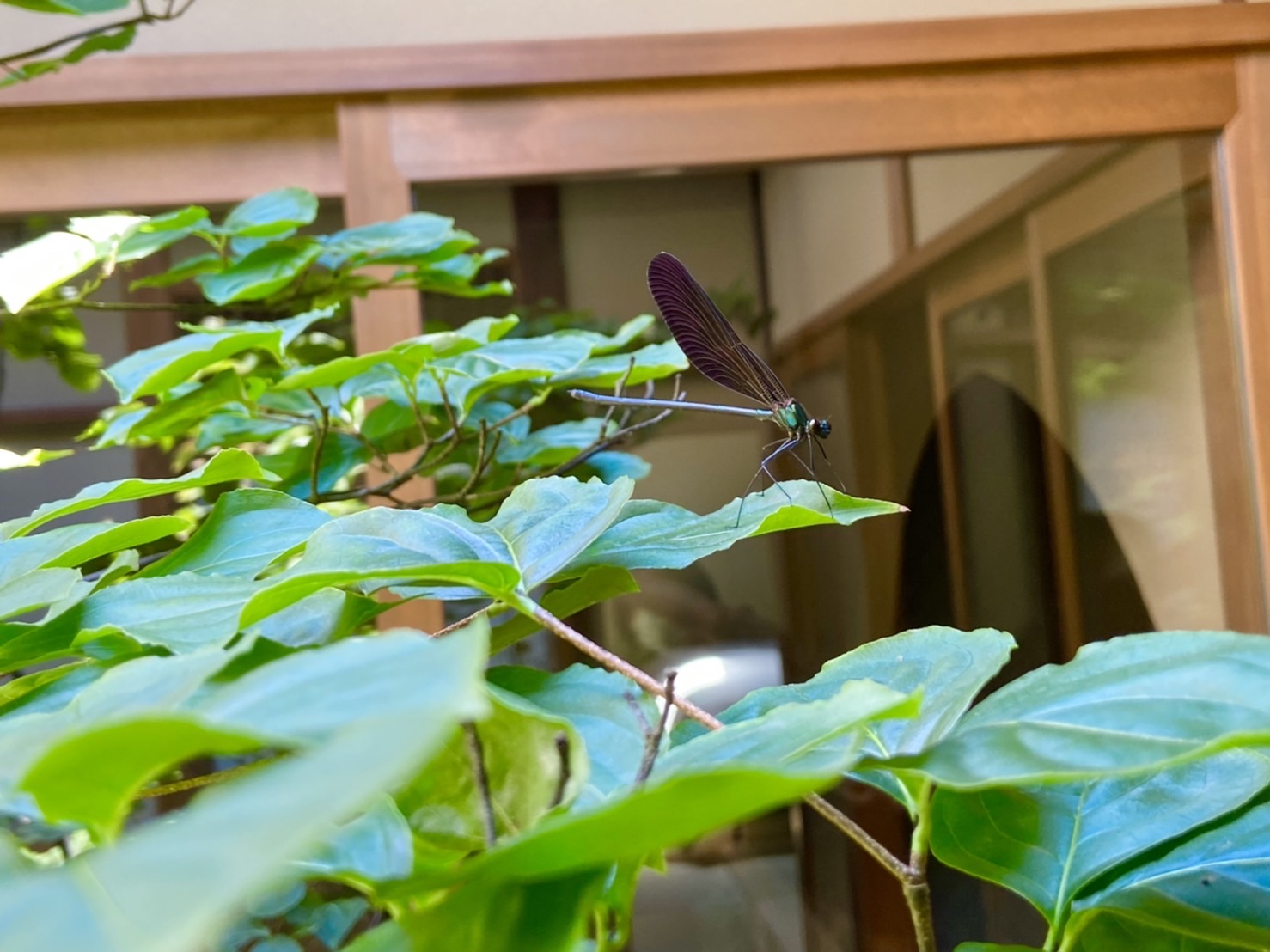 神様とんぼ God dragonfly | 京都市東山区。コンシェルジュ付き貸切り