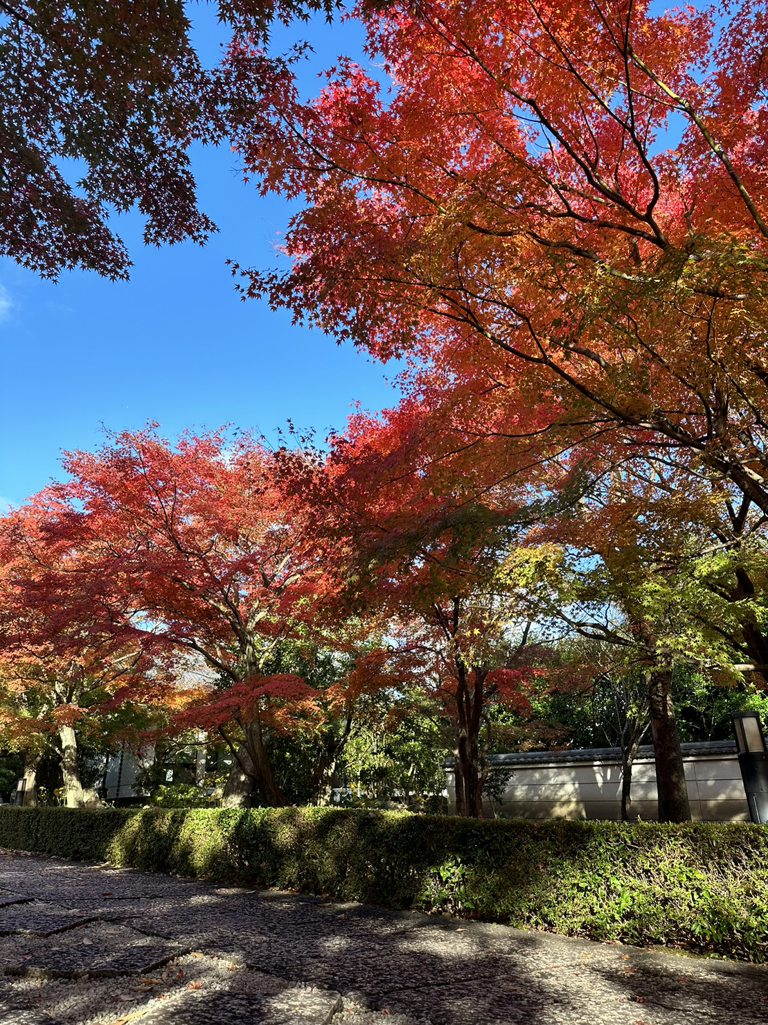 紅葉 紅葉さんぽ 相国寺 The autumn leaves at Shokokuji Temple are