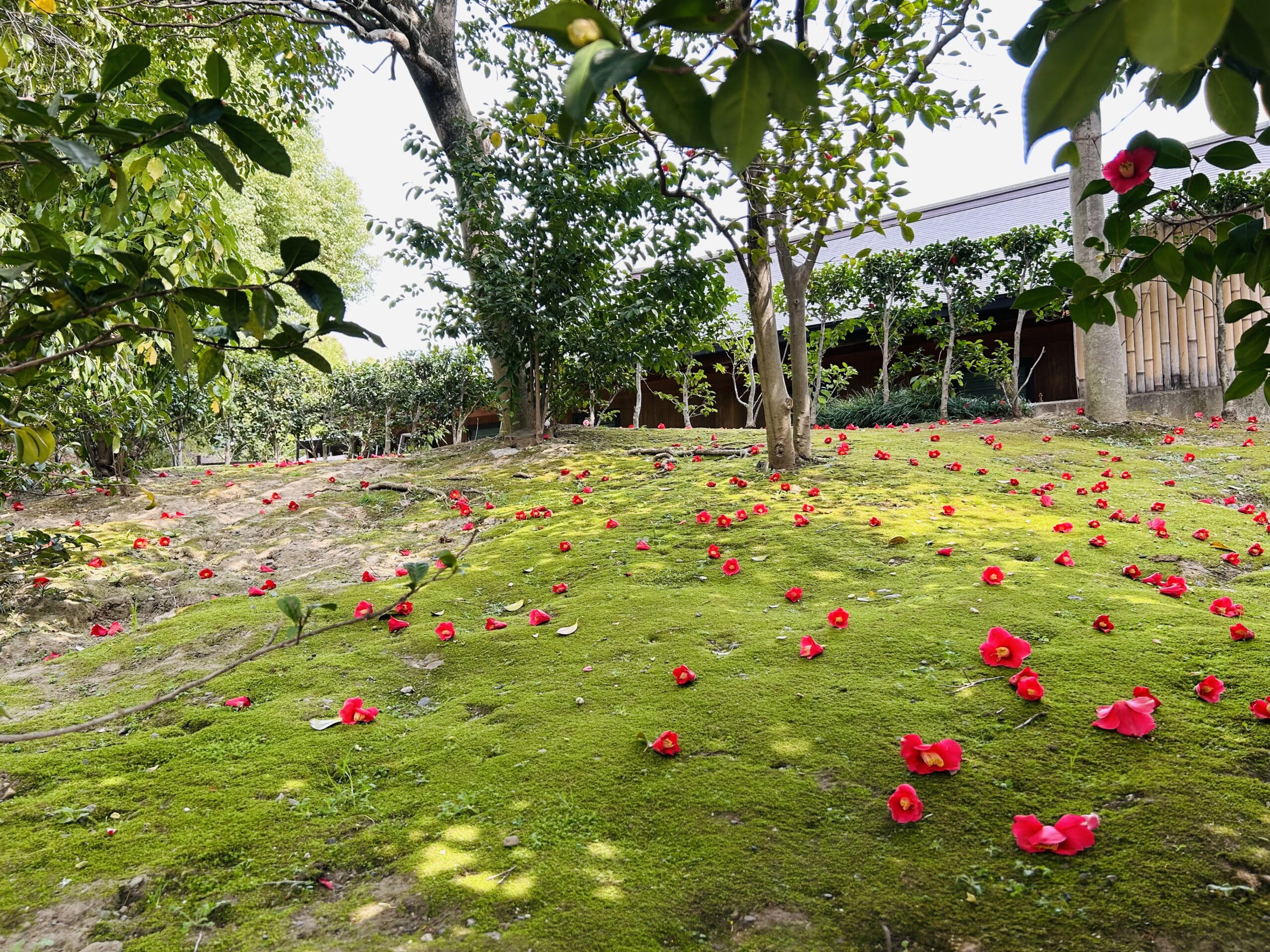 椿と方除の神社 城南宮 Jonangu Shrine with Camellia and